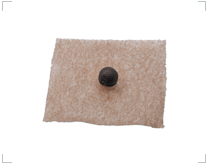 Graines auriculaires vaccaria sur adhésif